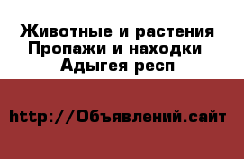 Животные и растения Пропажи и находки. Адыгея респ.